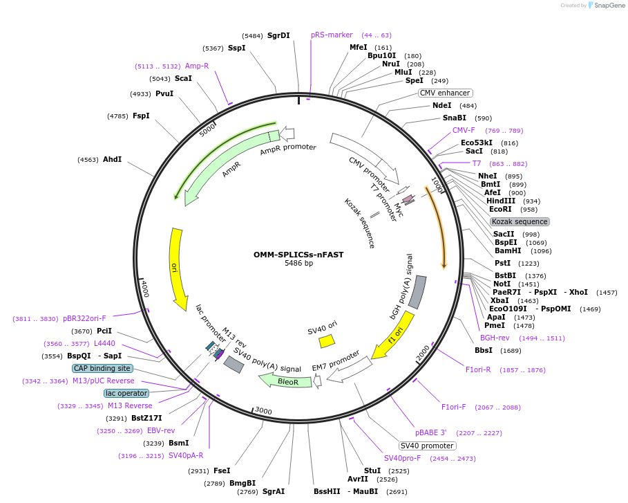 210430-plasmid-map-sequence-id-415625