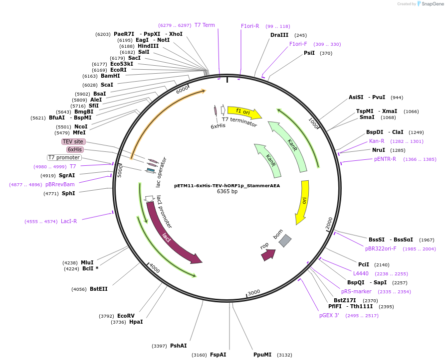 202588-plasmid-map-sequence-id-415632