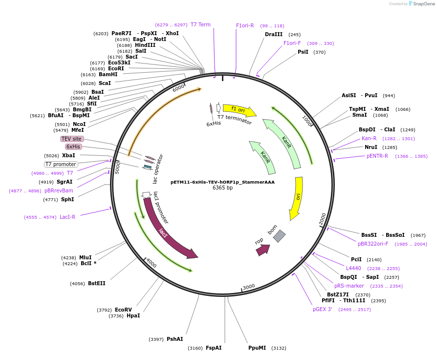 202587-plasmid-map-sequence-id-415633
