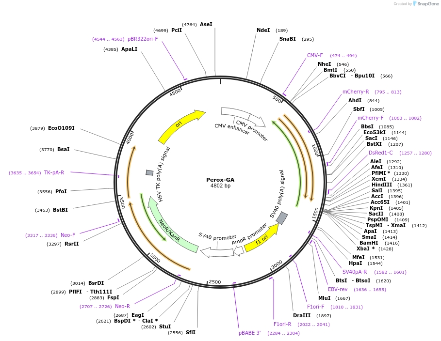209868-plasmid-map-sequence-id-415634