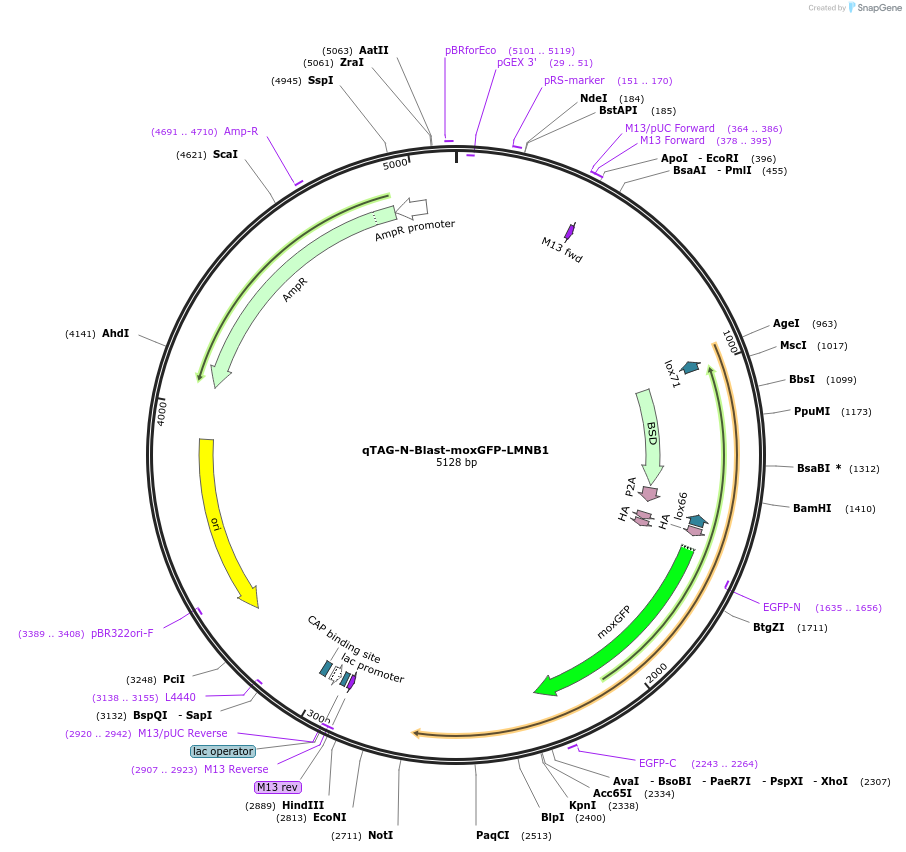 207772-plasmid-map-sequence-id-415638