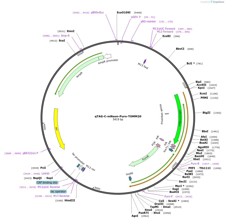 207790-plasmid-map-sequence-id-415639