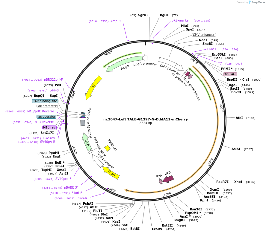 211336-plasmid-map-sequence-id-415645
