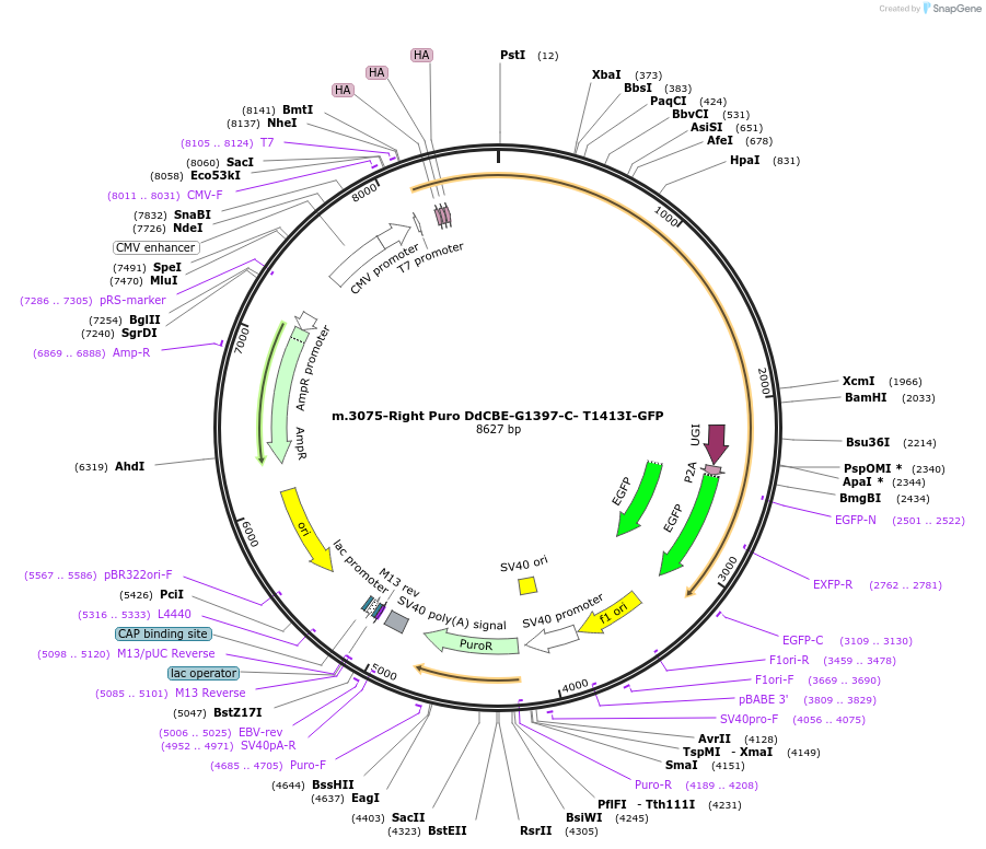 211343-plasmid-map-sequence-id-415647