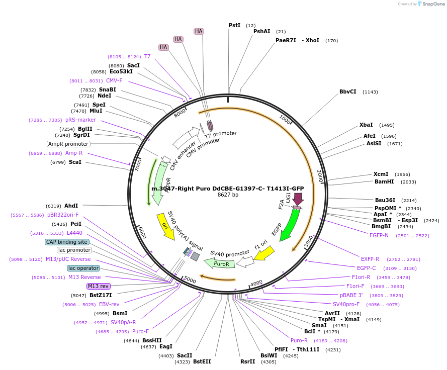 211342-plasmid-map-sequence-id-415648