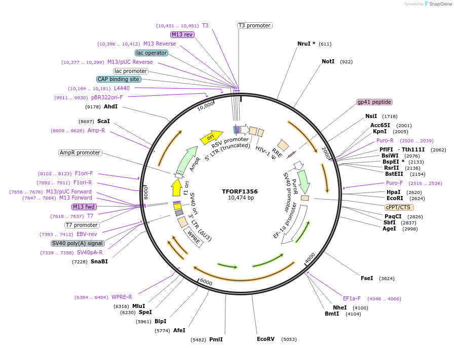 141818-plasmid-map-sequence-id-415649