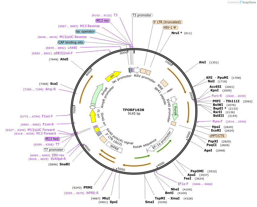 141857-plasmid-map-sequence-id-415663