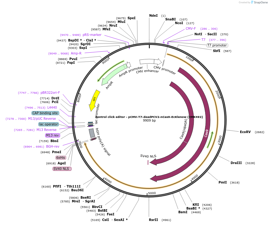 208943-plasmid-map-sequence-id-415668