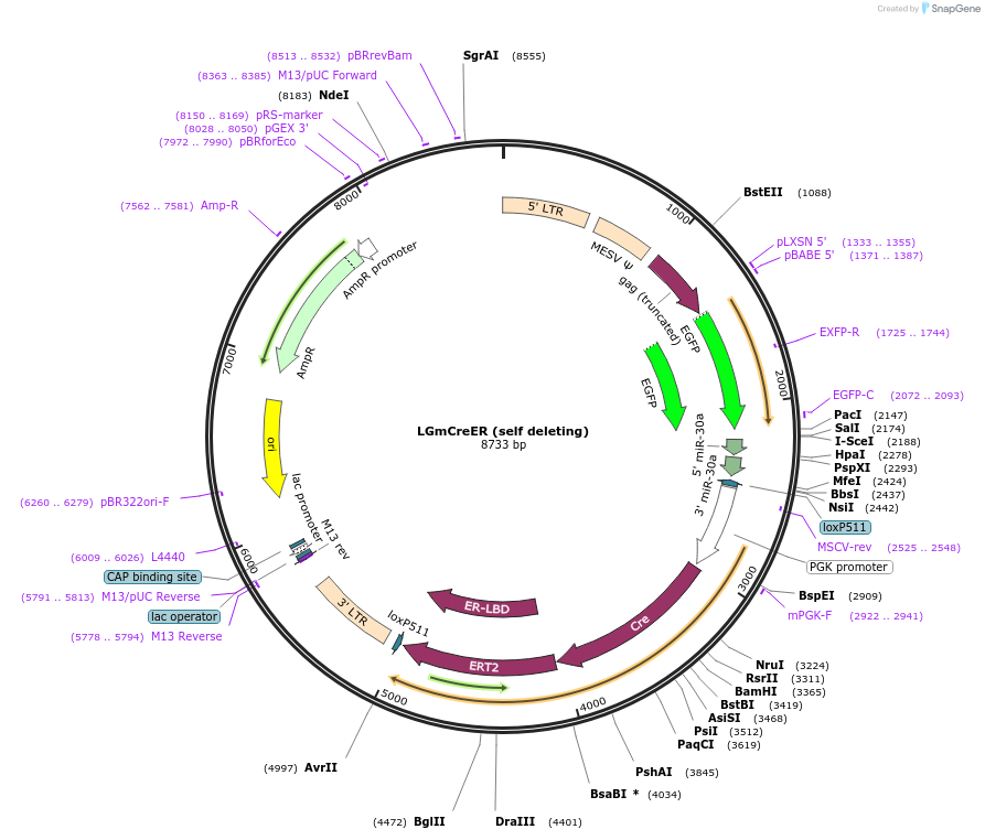 33340-plasmid-map-sequence-id-41567