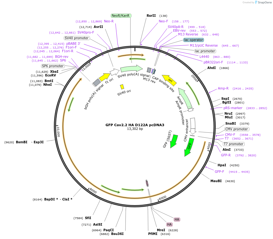 206120-plasmid-map-sequence-id-415673