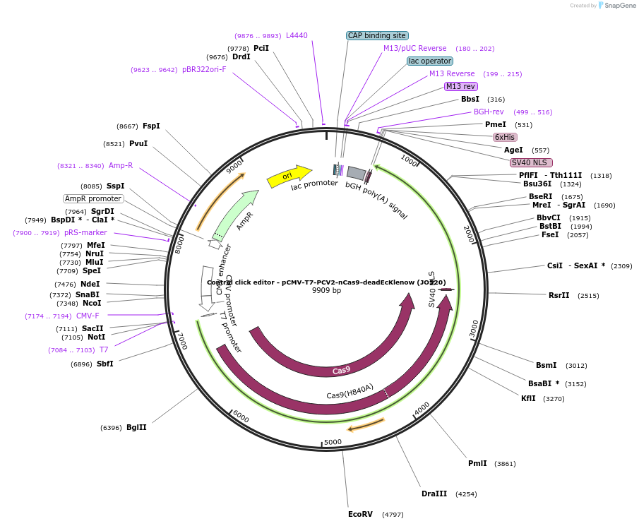 208945-plasmid-map-sequence-id-415676