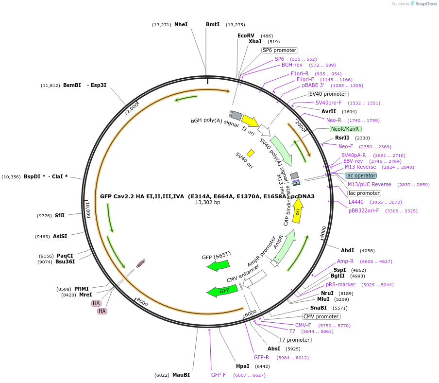 206093-plasmid-map-sequence-id-415677