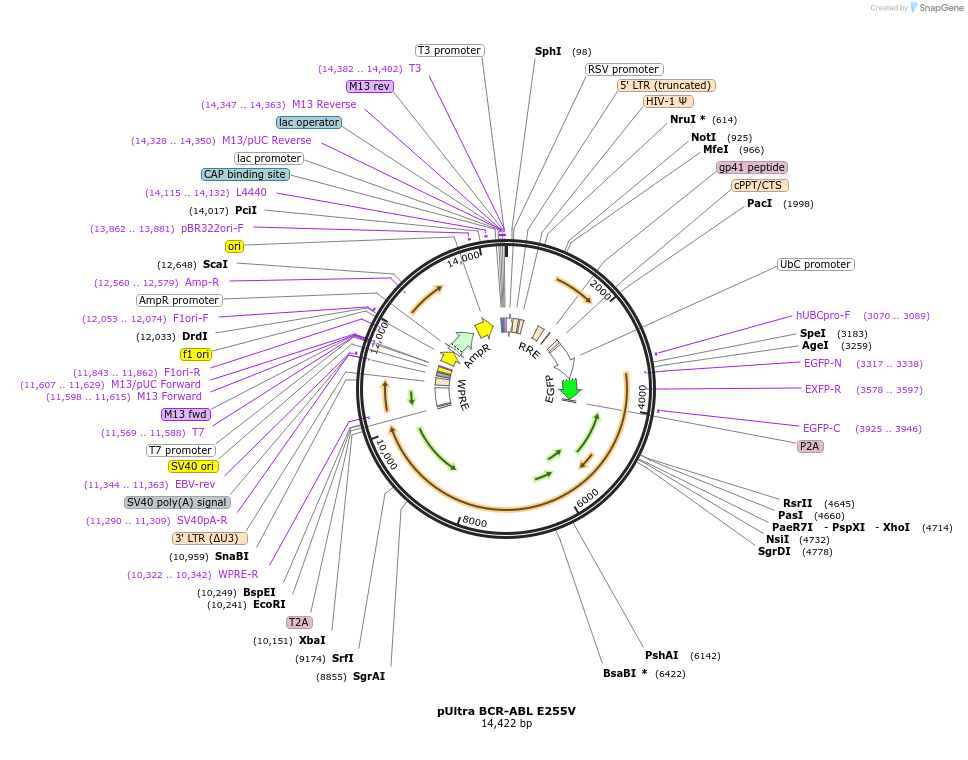 210433-plasmid-map-sequence-id-415679