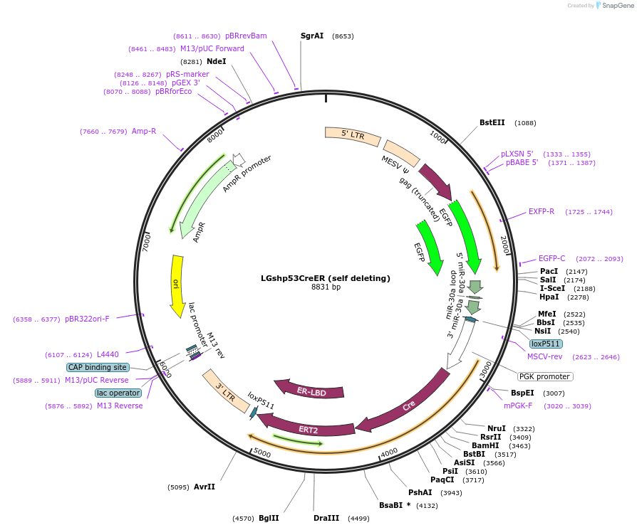 33341-plasmid-map-sequence-id-41568
