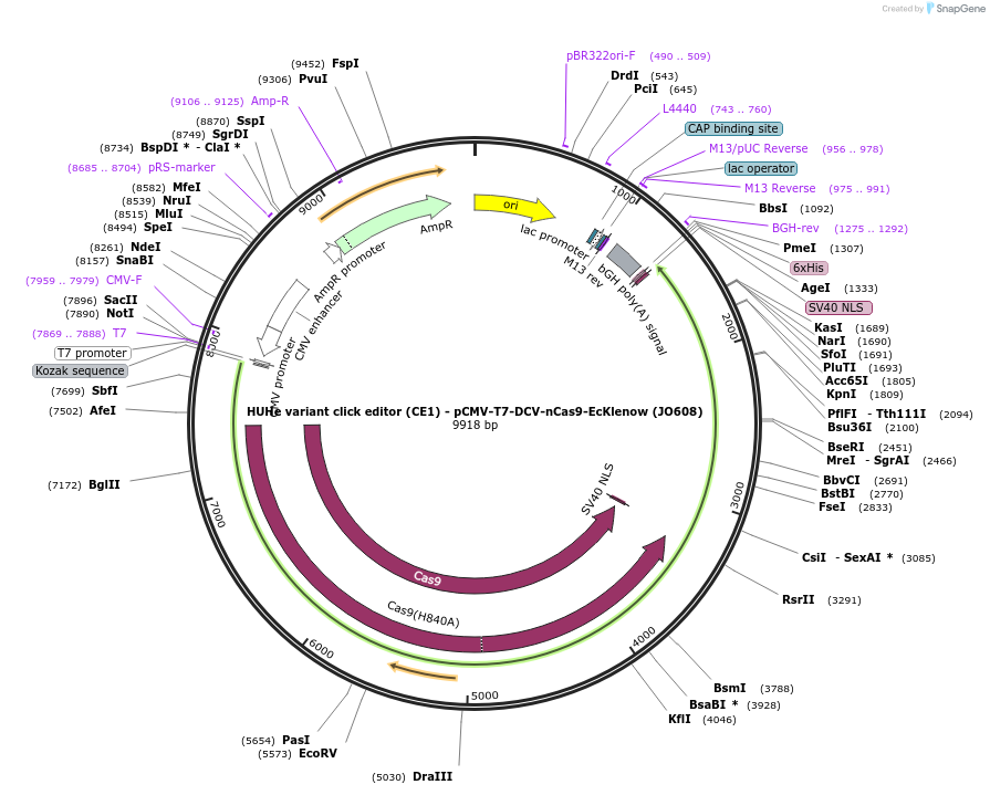208946-plasmid-map-sequence-id-415680