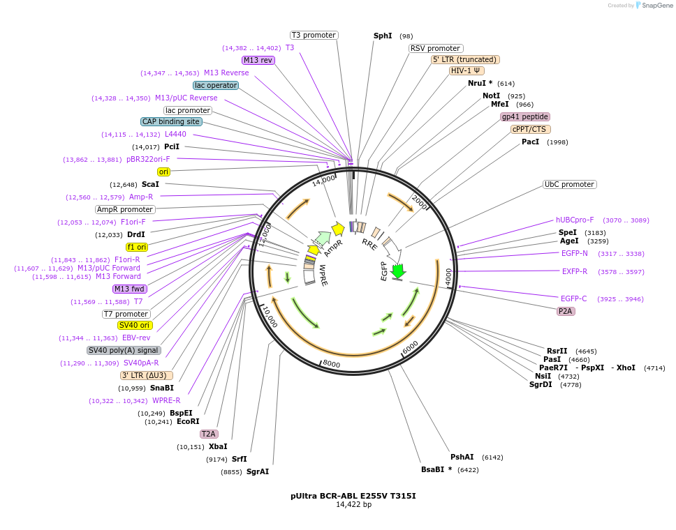 210436-plasmid-map-sequence-id-415684