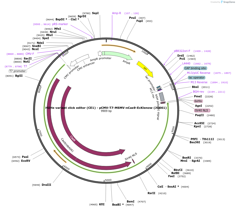 208947-plasmid-map-sequence-id-415686