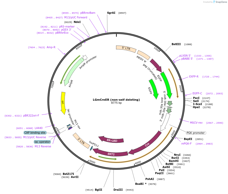33342-plasmid-map-sequence-id-41569