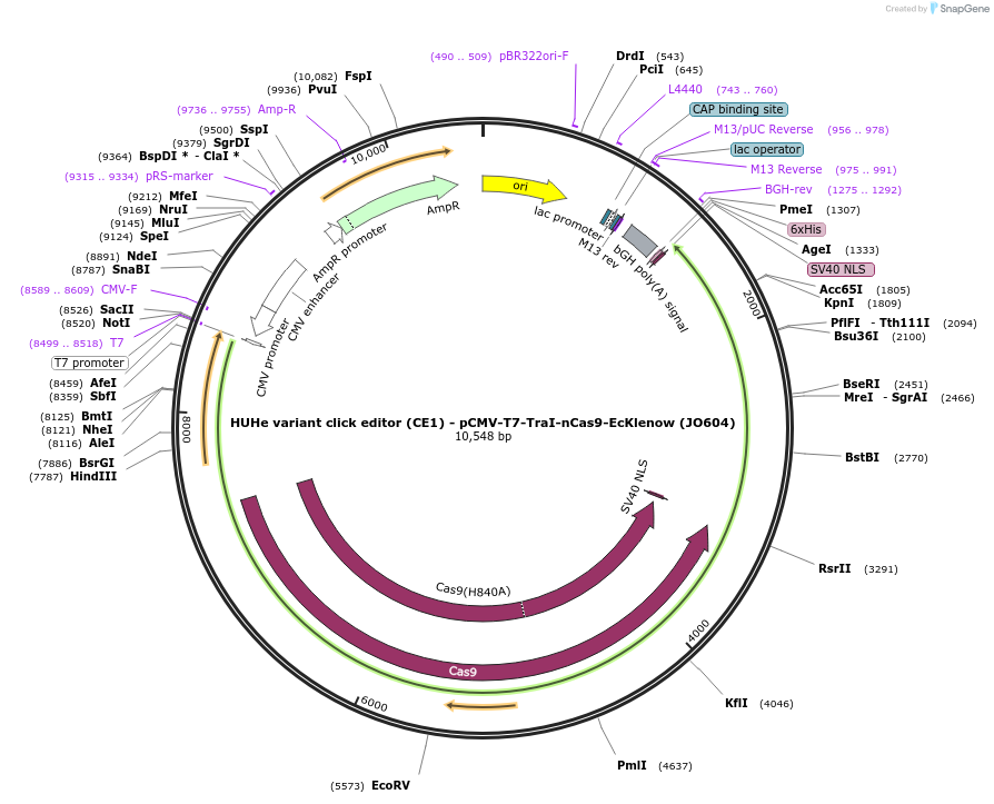 208948-plasmid-map-sequence-id-415692