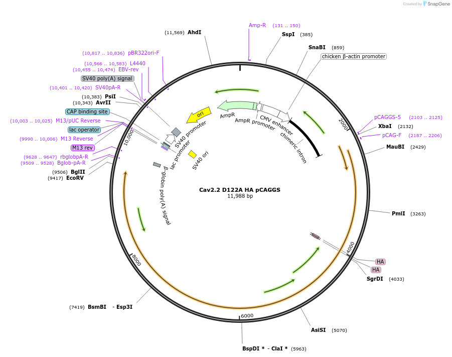 206097-plasmid-map-sequence-id-415708