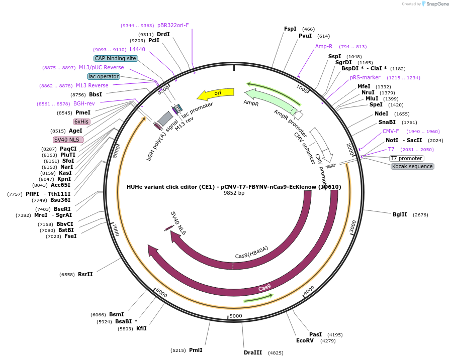 208950-plasmid-map-sequence-id-415739