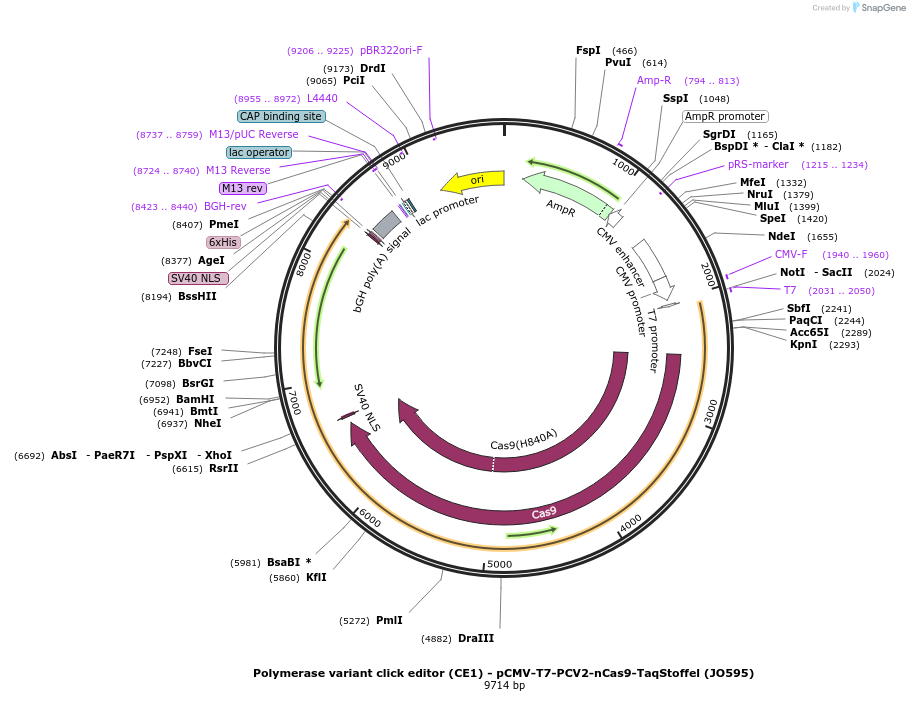 208952-plasmid-map-sequence-id-415741