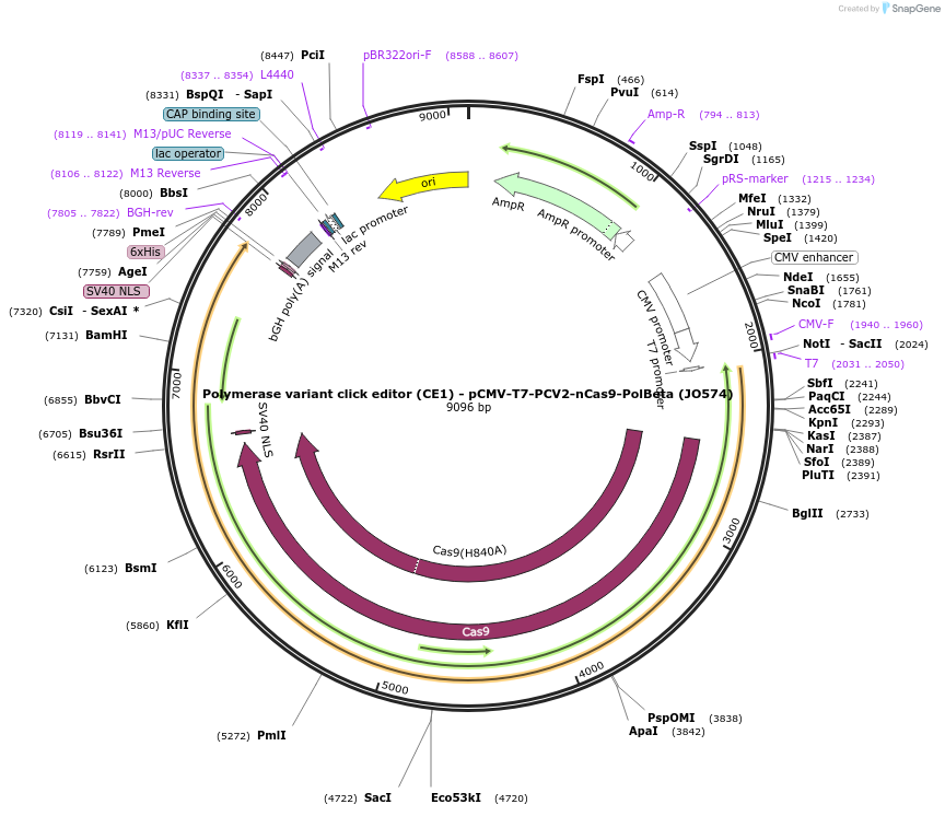 208953-plasmid-map-sequence-id-415742