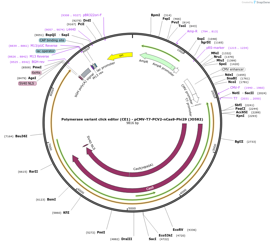 208954-plasmid-map-sequence-id-415743