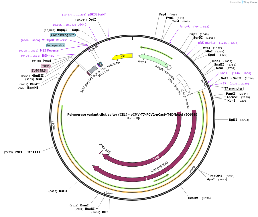 208956-plasmid-map-sequence-id-415745