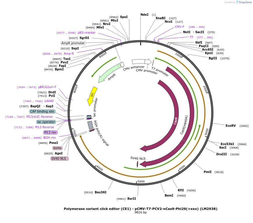 208957-plasmid-map-sequence-id-415746