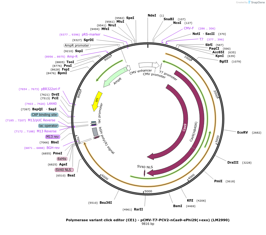 208958-plasmid-map-sequence-id-415784