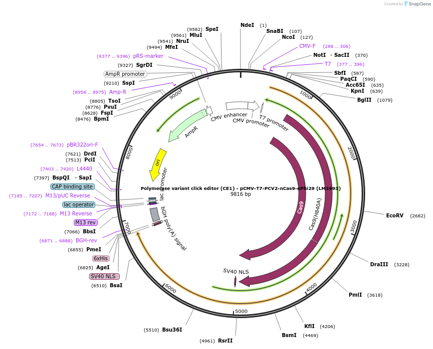 208959-plasmid-map-sequence-id-415785