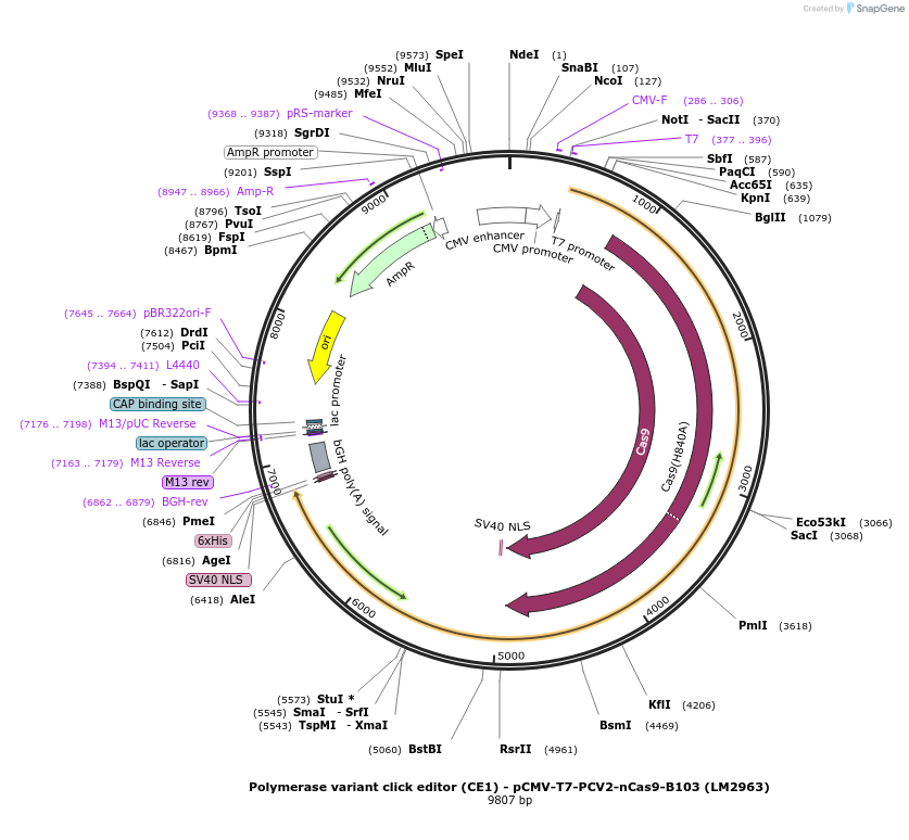 208960-plasmid-map-sequence-id-415786