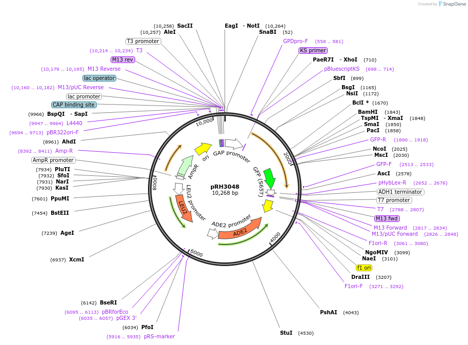 210158-plasmid-map-sequence-id-415788