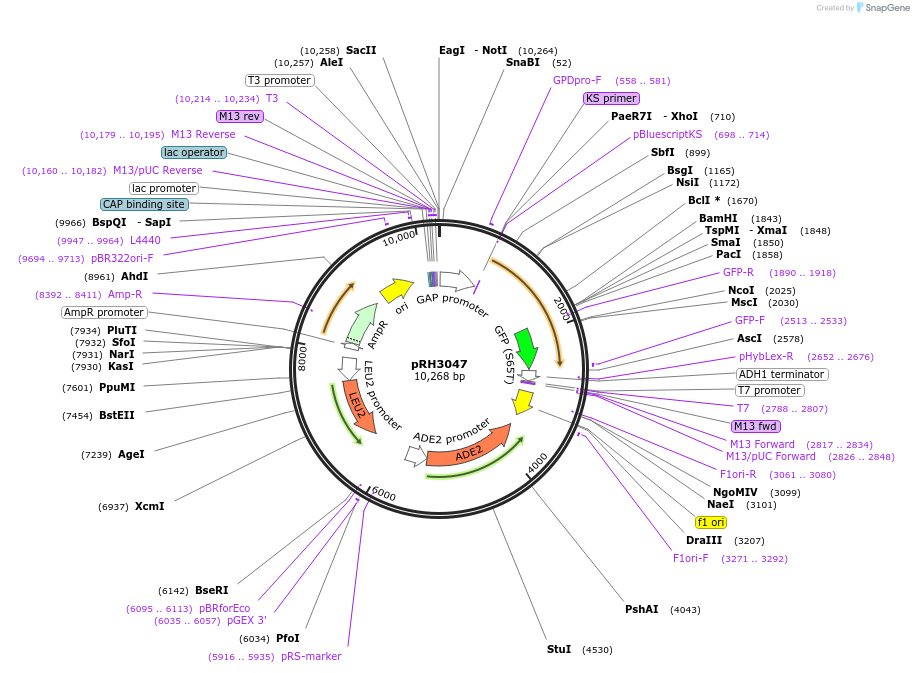 210157-plasmid-map-sequence-id-415790