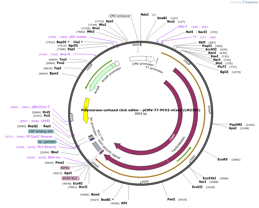 208961-plasmid-map-sequence-id-415791