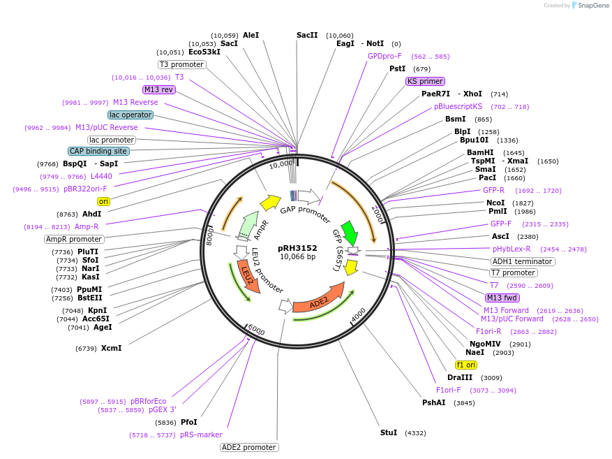 210172-plasmid-map-sequence-id-415793
