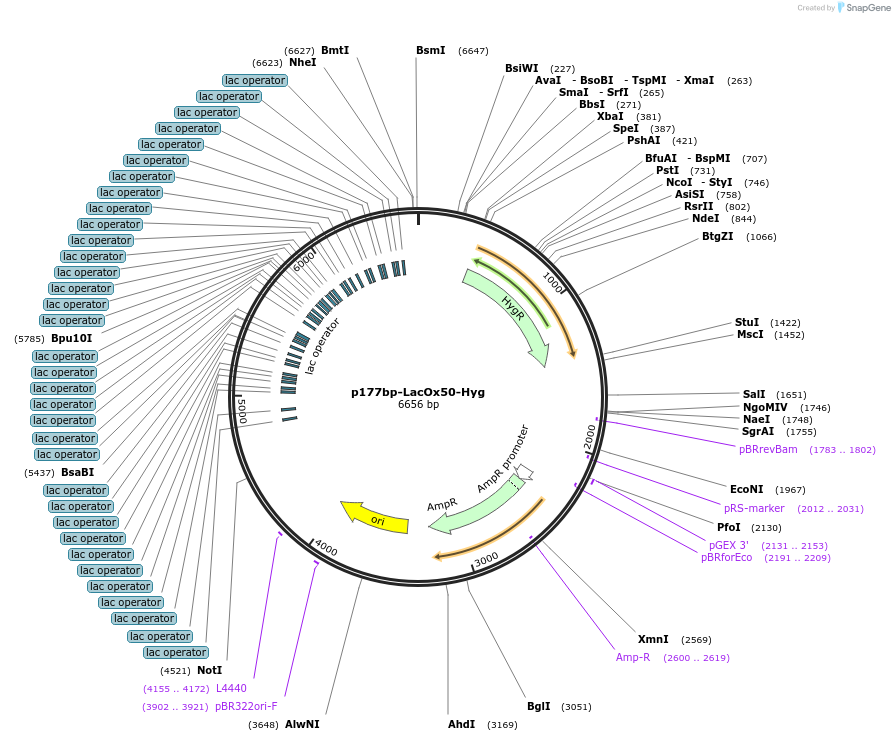 210213-plasmid-map-sequence-id-415794