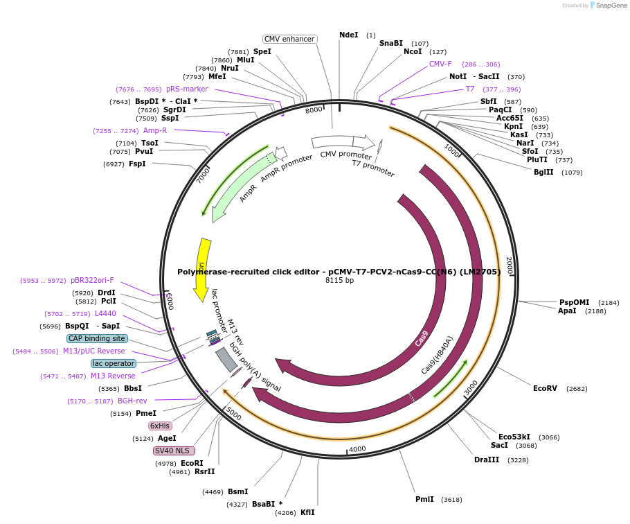 208962-plasmid-map-sequence-id-415796