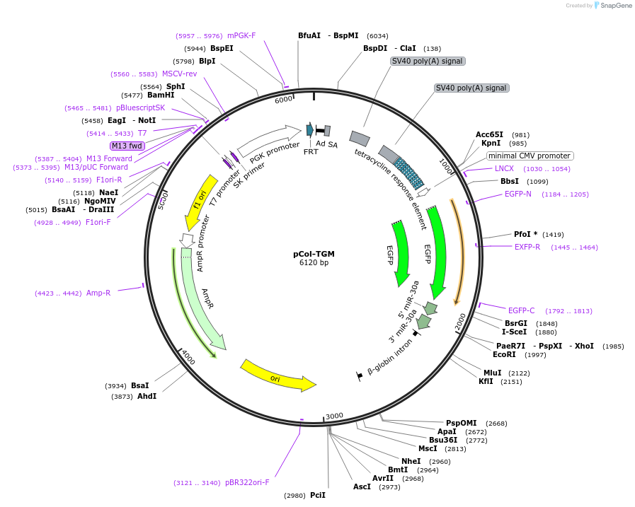 32715-plasmid-map-sequence-id-41580