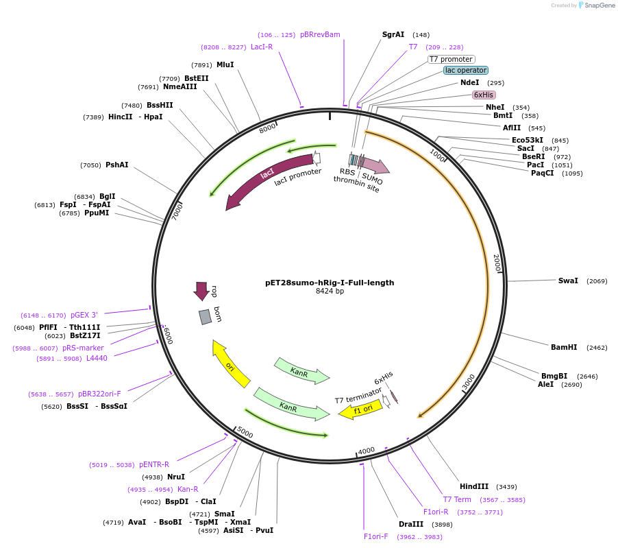 210827-plasmid-map-sequence-id-415802