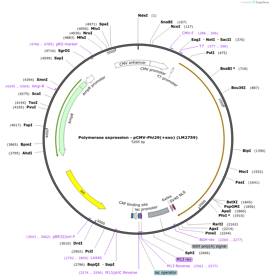 208964-plasmid-map-sequence-id-415810