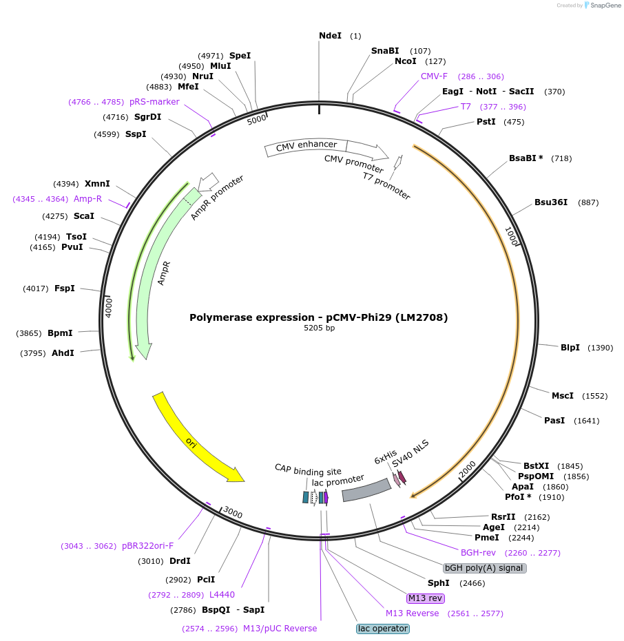 208965-plasmid-map-sequence-id-415813