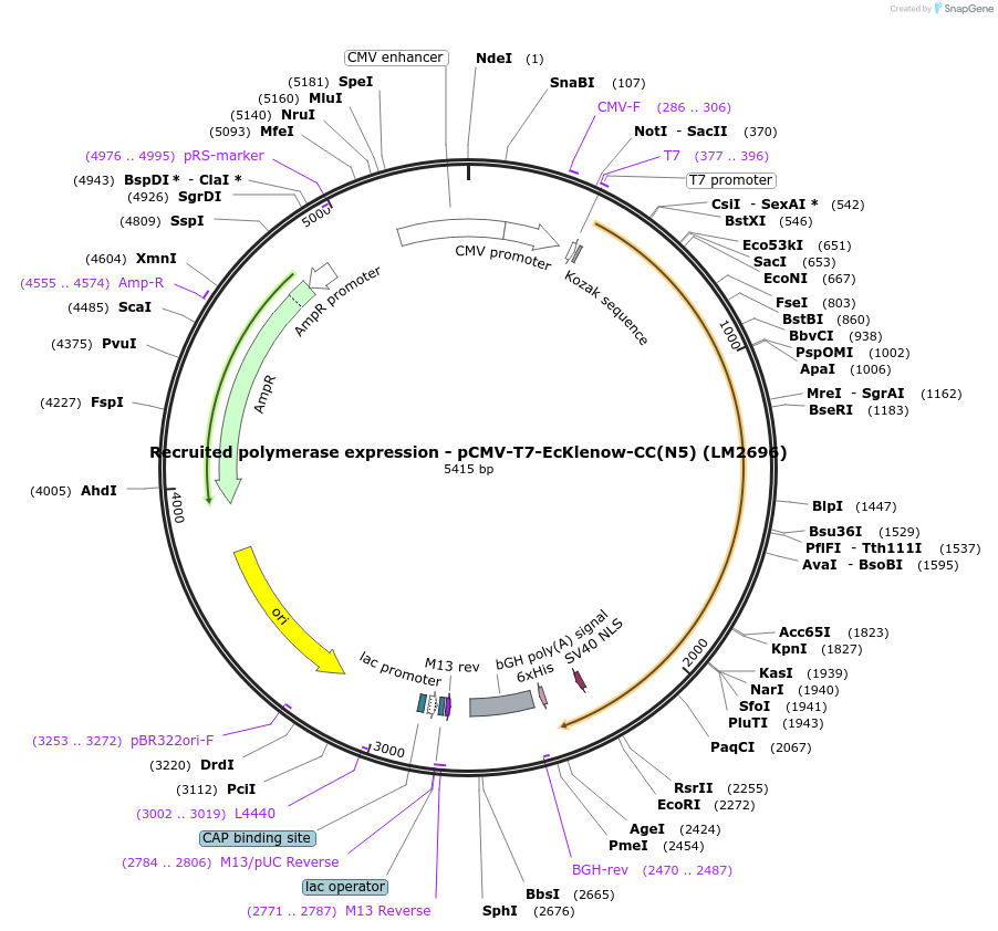 208969-plasmid-map-sequence-id-415816