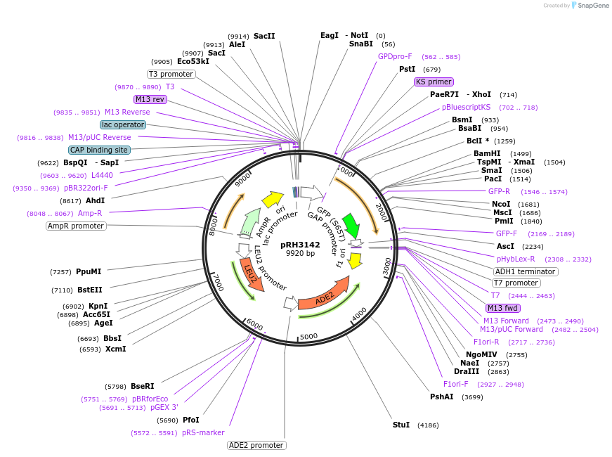 210168-plasmid-map-sequence-id-415820