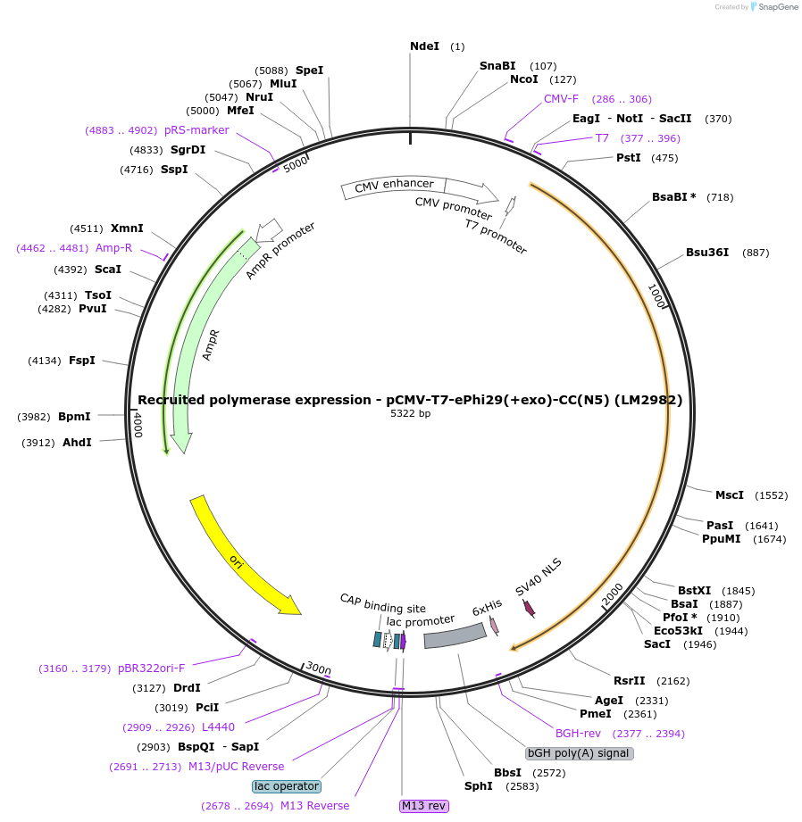 208972-plasmid-map-sequence-id-415827