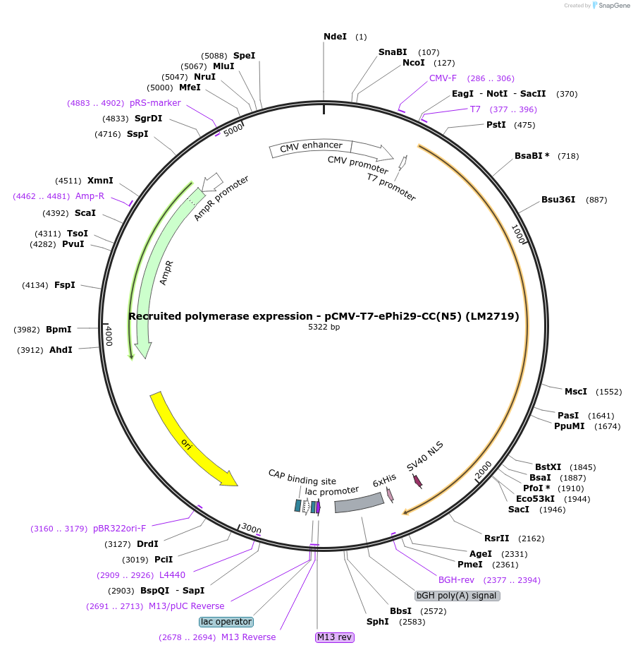 208973-plasmid-map-sequence-id-415830