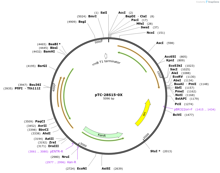 20316-plasmid-map-sequence-id-415834