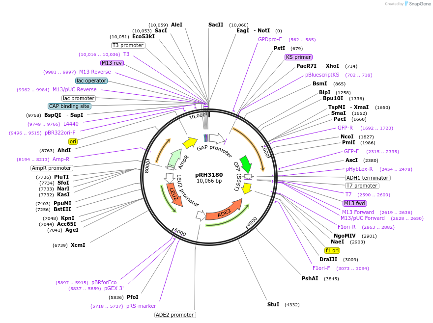 210180-plasmid-map-sequence-id-415836