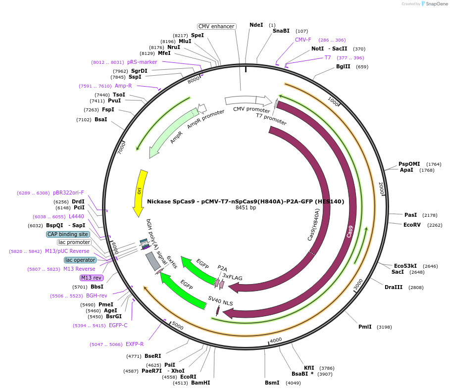 208976-plasmid-map-sequence-id-415837
